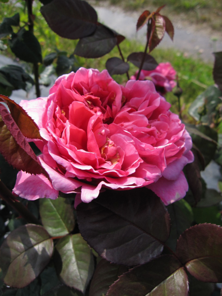 Edelrose Elbflorenz